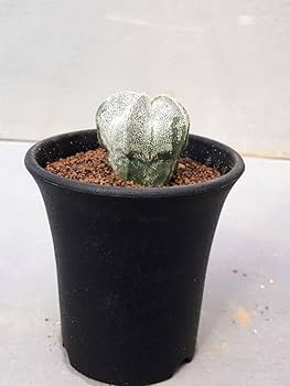 白ランポー　国内実生　アストロフィツム　サボテン　ランポー　ストロンギロゴナム アストロフィツム 恩塚鸞鳳玉ストロンギロゴナム / 白肌美肌の